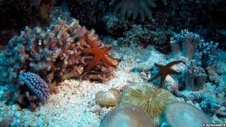 STUNNING TIMELAPSE SHOWS CORAL REEFS SECRET LIFE ON THE GREAT BARRIER REEF  BBC NEWS [upl. by Navoj872]