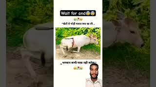 Kheto Se Thodi Ghas kiya kha li😭😭 cow motivation viralvideo shortsfeed shorts cowcalf [upl. by Levesque]