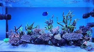 🌈 Todays Reef Tank 15Apr2022 [upl. by Zoltai]