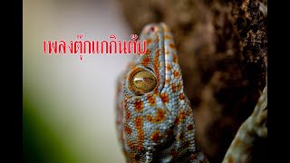 เพลงตุ๊กแก ตุ๊กแกกินตับ gecko geckosound [upl. by Richelle]