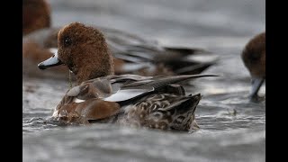 Widgeon in rough weather [upl. by Aerdnek]