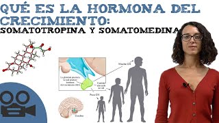 Qué es la hormona del crecimiento somatotropina y somatomedina [upl. by Neeloc]