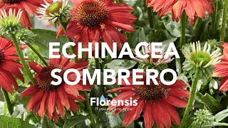 Florensis  Echinacea Sombrero® [upl. by Knah]