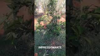 Impressionante roça vidanaroça rotinadeumamulherdocampo farturanaroça plantas diaadiadamul [upl. by Elvis]