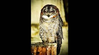 kalan kozhi  Interesting Fact About Mottled wood owl [upl. by Burley811]