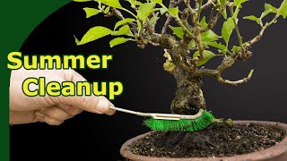 Healthier Bonsai do this in summer a cleanup of pots and trunk [upl. by Ber]