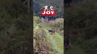 The hounds are loose at Rivah Time Beagles FueledByJoy JOYDogFood beagles harehunting akc [upl. by Atterbury]