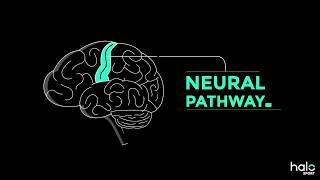 The Neuroscience of Learning [upl. by Eityak]