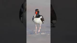 This bird was searching for food on the seashore for a long time [upl. by Kazim]