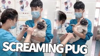 Pug Screams Hysterically While Receiving Manicure [upl. by Aicilif]