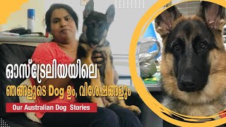 Our dogs in Australia  ഓസ്ട്രേലിയയിൽ Dog നെ വാങ്ങുമ്പോൾ ശ്രദ്ധിക്കേണ്ട കാര്യങ്ങൾ Eng Subtitles [upl. by Ahsinek364]