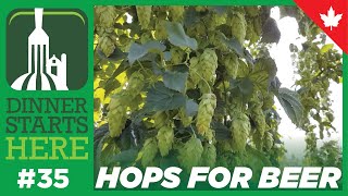 Growing Hops for Beer  Farm 35  Dinner Starts Here [upl. by Chantalle258]