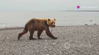 Kuril Islands Exploring Russias Remote Archipelago animal2024 wildlife [upl. by Auhsuoj]