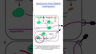 CRISPR CAS 9 Gene Editing GeneEditing Cas9 Biotechnology GeneticEngineering DNA [upl. by Pricilla]