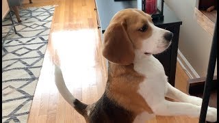 18 sounds a beagle makes in under 4 minutes [upl. by Amekahs]