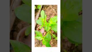 damselfly ಕನ್ನೆ ನೋಣ insects nature kannada music india trendingsong [upl. by Hairakcaz]