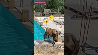 Cow jumped into swimming pool funny animals shortsviral shorts [upl. by Gerson]