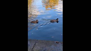 Trailing Light Duckling in the Wake of Grace🦆🦆🦆 shorts asmr nature naturesound [upl. by Llecram9]