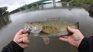 MAUMEE RIVER MULTI SPECIES SUMMER WALLEYE [upl. by Hebbe]