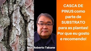 CASCA DE PINUS como parte de SUBSTRATO para as plantas Por que eu gosto e recomendo [upl. by Garling]