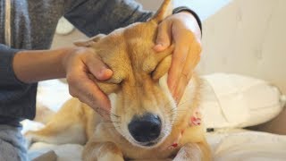 Mildly Annoying my Shiba Inu PART 2  FACE SMUSH [upl. by Quirk]