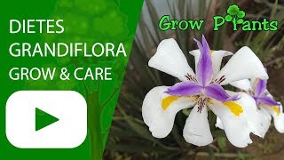 Dietes grandiflora  growing amp care [upl. by Irby]