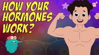 How Your Hormones Work  HORMONES  Endocrine System  Dr Binocs Show  Peekaboo Kidz [upl. by Perloff]