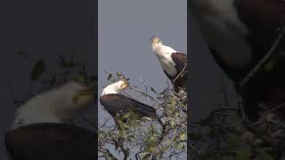 African Fish Eagle Choir 🦅 birds shorts wildlife [upl. by Durarte]