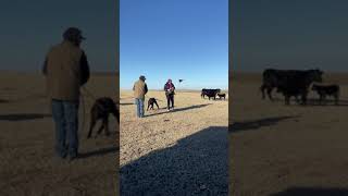 Farmer is removing cockleburs from a calf that is covered in them [upl. by Ahsuas]