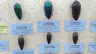 Jewel Beetles Buprestidae National Museum of Natural Sciences Kiev Ukraine [upl. by Alger]