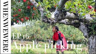 When We Were EP 16  Apples Picking at Castle Farm Kent 2024 [upl. by Airtal208]