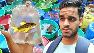 I Bought Some Amazing New Fish  SUNDAY VLOG [upl. by Eltsyek]