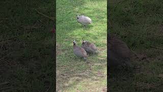 Helmeted guineafowl Animal beautifulbird birds bird nature mynasound myna wildlife birdsoun [upl. by Ahsem]