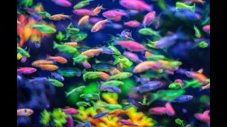 জেব্রা মাছের সহজ ব্রিডিং AZ । How to breed Zebra fish AZ [upl. by Lyram254]