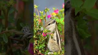 kudlada hudugi viralvideos trendingshorts squirrel flowers animals punjabisong [upl. by On]