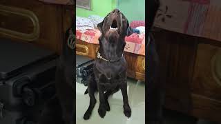 Chocolabrador dogowner petowner doglover petlover dogs pets viral trending cute love [upl. by Inoy830]