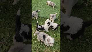 Mini Sheepadoodle Puppies [upl. by Shamus]