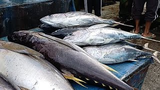 Live 18 July 24 ‼️🔥 Cutting Fresh Yellowfin Tuna at the fish market Sorong Papua Indonesia [upl. by Aiksas]