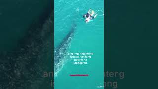 DONSOL SORSOGON KILALA SA SA WHALE SHARK INTERACTION tagalogtriviaandfacts [upl. by Einnep]