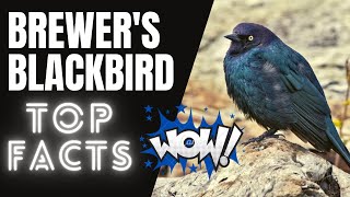 Brewers Blackbird facts 🦜 mediumsized New World blackbird [upl. by Alah]