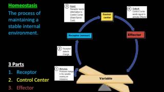 Homeostasis amp Feedback Mechanisms [upl. by Nodyl]