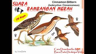 Suara Burung Bambangan Merah  Cinnamon Bittern [upl. by Bornstein]