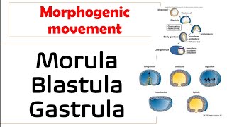 morulablastula or gastrula in hindi morphogenic movement explained [upl. by Doralia385]