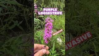 Another Invasive Wildflower  Purple Loosestrife shorts [upl. by Anerhs]