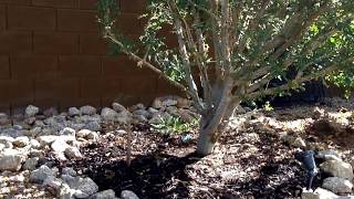 Happy Christmas Frankincense growing in Arizona [upl. by Eciral]