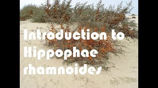 Introduction to Hippophae rhamnoides  Sea Buckthorn [upl. by Akeyla]