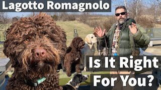 Lagotto Romagnolo  Is It Right For You [upl. by Wootten101]