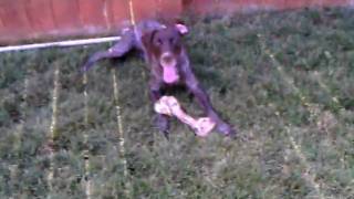 Greta the GSP tormenting her brother the Labradoodle Herbie [upl. by Pall]