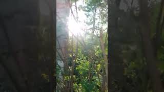 Moringa tree morning abdullahjan ytshorts foryou [upl. by Leynwad]