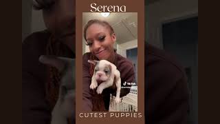 Love Island USAs Serena Takes on the CUTEST Frenchies Ever [upl. by Yelahs]